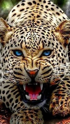 Diamond Painting  Jaguar